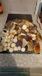 IMG_20241020_165124.jpg