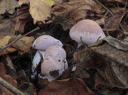 IMG_4082.thumb.JPG.d22f383edf3e39731efd133a9cc01cdc.JPG