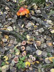 IMG_5218.jpeg