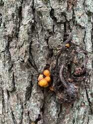 IMG_5229.jpeg