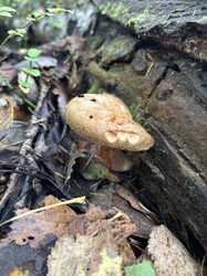 IMG_5257.jpeg