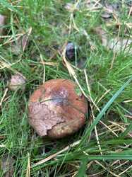 IMG_5291.jpeg