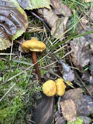 IMG_5296.jpeg