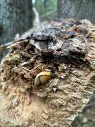 IMG_5323.jpeg