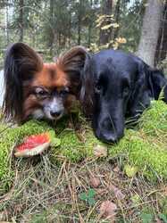 IMG_5332.jpeg