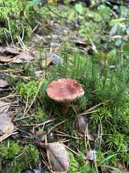 IMG_5343.jpeg