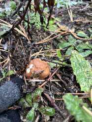 IMG_5706.jpeg