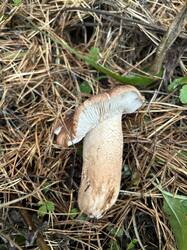 IMG_5974.jpeg