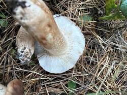 IMG_5977.jpeg