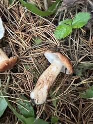 IMG_5980.jpeg