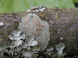 Lecanora_symmicta_Parmelia_sulcata_2_SAE_20240602.thumb.jpg.b470e7525471fc938f36daec2ae72ee6.jpg