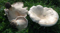 Leucopaxillus_giganteus_AWP_20241001.thumb.JPG.b8792f4920c7c0af31a0b7eb4a37b69a.JPG