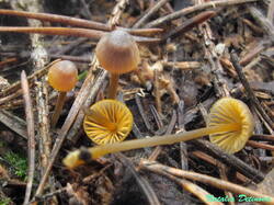 Mycena_aurantiomarginata_NND_20231111-2.thumb.JPG.f7ec88166fdcef0e37e3d648c23103d6.JPG