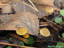 Mycena_aurantiomarginata_NND_20231111-3.thumb.JPG.75adc7af7b4154d23585954333807786.JPG