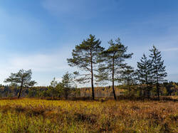 PA190343-ORF_DP_XD.jpg