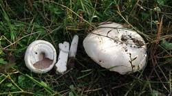 1029331285__Agaricus_arvensis.thumb.JPG.d3cb7efb6759f9dbb101c43ce375a8a6.JPG