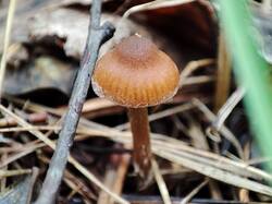 Cortinarius 240809 (2).jpg