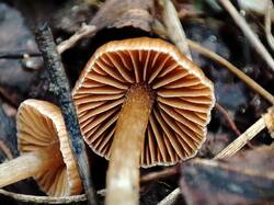 Cortinarius 240809 (5).jpg