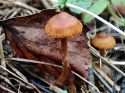 Cortinarius 240809 (1).jpg