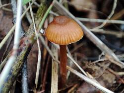 Cortinarius 240809 (3).jpg