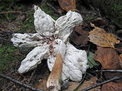 Armillaria_gallica_2_SAE_20240831.thumb.jpg.387ee700de74dd434ec2c9aebebbf0ed.jpg