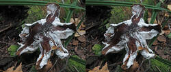 Armillaria_gallica_SAE_20240831_stereo.thumb.jpg.0eb96013f406c2fb1c1d191211e58d31.jpg