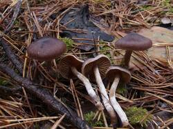 Cortinarius_brunneus_MVK_20241109-03.JPG