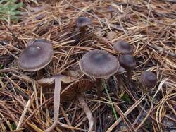 Cortinarius_brunneus_MVK_20241109-05.JPG