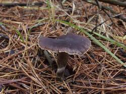 Cortinarius_brunneus_MVK_20241109-07.JPG