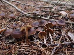 Cortinarius_brunneus_MVK_20241109-12.JPG