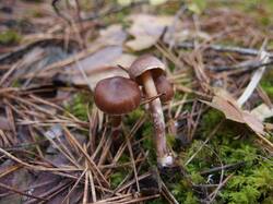 Cortinarius_brunneus_MVK_20241109-14.JPG