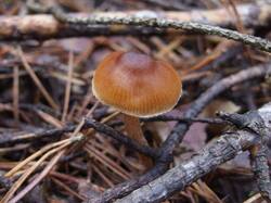 Cortinarius_obtusus_MVK_20241109-01.JPG