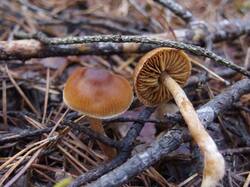 Cortinarius_obtusus_MVK_20241109-02.JPG