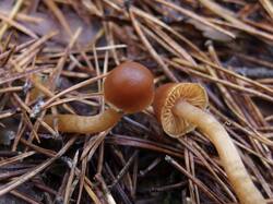 Cortinarius_obtusus_MVK_20241109-04.JPG