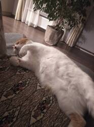 IMG_20241104_215838.jpg