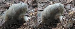 Leucocortinarius_bulbiger_Penicillium_sp_SAE_20240821_right.thumb.JPG.6afee3ac43d47f41632542ce1fe2cd6d.JPG