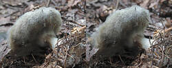 Leucocortinarius_bulbiger_Penicillium_sp_SAE_20240821_stereo.thumb.jpg.70d026eba326598b5162ef39359c1617.jpg