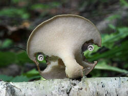 Polyporus_tuberaster_2_1_SAE_20240607.thumb.jpg.21e83fb30ace4f49be708e3c49e849e5.jpg