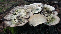 1451785648_Trametes_gibbosa__20241208.thumb.JPG.a07e03cb15e081ec029f4e5542d35d76.JPG