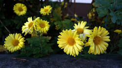 1727961036_Chrysanthemum_indicum__20241224.thumb.JPG.1505adde56ab3cb47a3cc5d4106eca1a.JPG