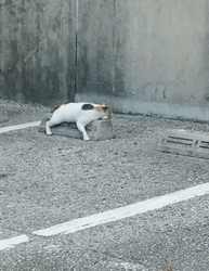 32025705_7.thumb.png.5df4b300528a391fc389a07eb22327df.png
