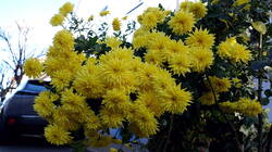 737819430_Chrysanthemum_morifolium___20241226.thumb.JPG.cedc18e893700505c101ea7bcb985a35.JPG