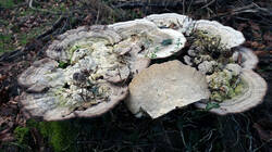 794737486_Trametes_gibbosa__20241208.thumb.JPG.ab84852e1c6e36b9e3bdb5ad64536de5.JPG