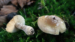 Amanita_gemmata_AWP_20241130.thumb.JPG.9ac616e5964806d8c293591829b2650b.JPG