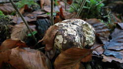 Buchwaldoboletus_lignicola_AWP_20241204.thumb.JPG.3010a9d796584c270157a7c3b0a1ac57.JPG