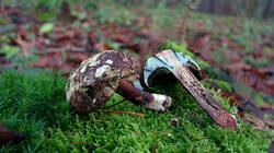 Buchwaldoboletus_lignicola_AWP_20241204_.thumb.jpg.72bd9e30baaa091e83f323f7b1bbfd81.jpg