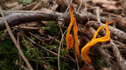 Calocera_viscosa_AWP_20241217.thumb.JPG.5db68073d7f47f34f86602ca1bcc5ce3.JPG