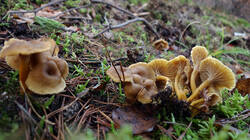 Craterellus_tubaeformis_AWP_20241130.thumb.JPG.fd424b81a12af3242fd71187f0d64e2a.JPG