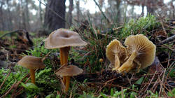 Craterellus_tubaeformis_AWP_20241130_.thumb.JPG.e13a3fef7b756bb23b89c06aad686bcb.JPG