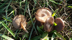 Entoloma_sericeum_AWP_202341130.thumb.JPG.c75167c277d055bce1abb4e0b1789b45.JPG